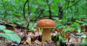 食用菌凈化車間設(shè)計(jì)、施工、安裝、檢測專業(yè)廠家